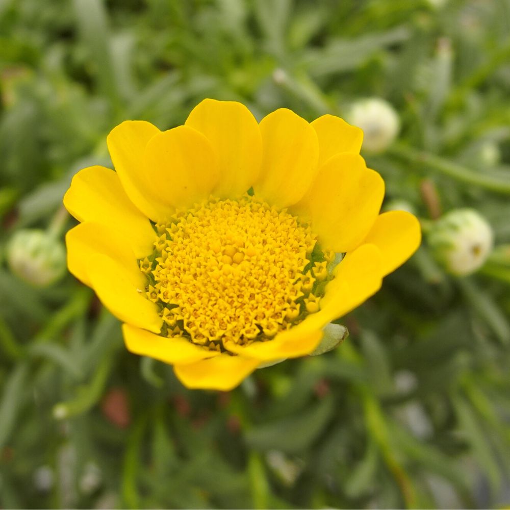 Chrysanthemum " Multicaule Yellow " Exotic 30 Flower Seeds