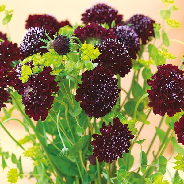 Scabiosa 