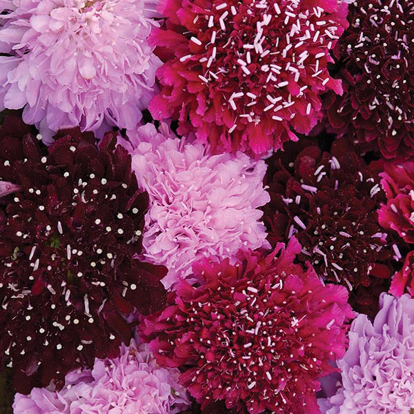 Scabiosa " Summer Fruits " Exotic 30 Flower Seeds