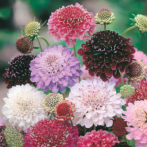 Scabiosa 
