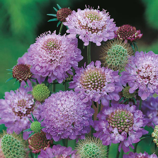 Scabiosa 