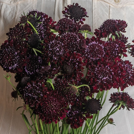 Scabiosa 