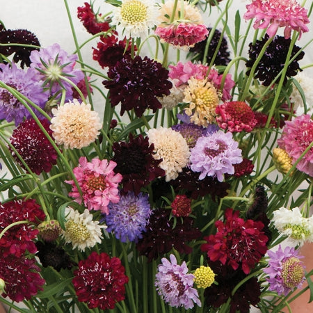 Scabiosa " Summer Mixed " Exotic 30 Flower Seeds