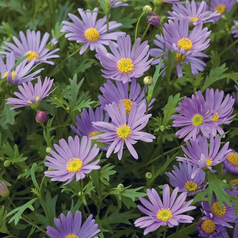 Brachycome " Brasco Violet " Exotic 30 Flower Seeds