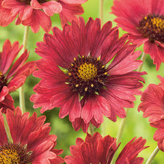 Gaillardia 