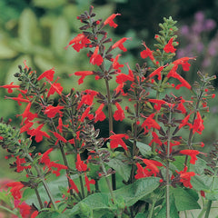 Salvia 