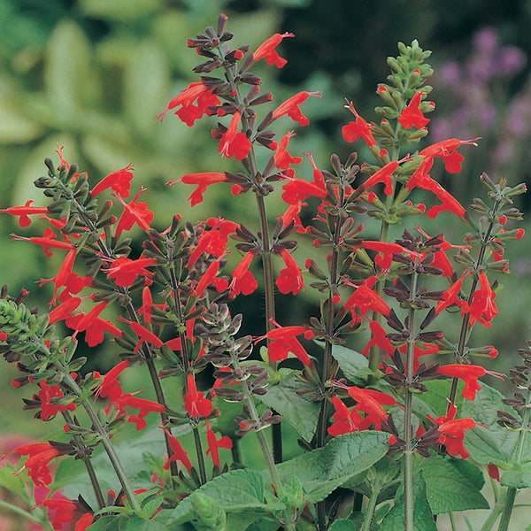 Salvia 