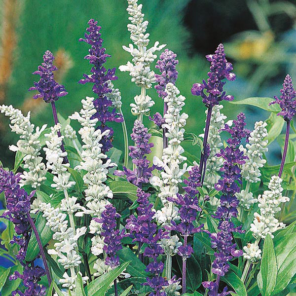 Salvia 