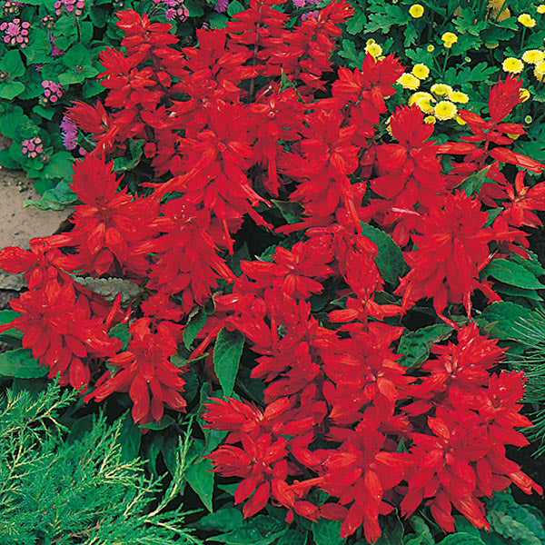 Salvia 