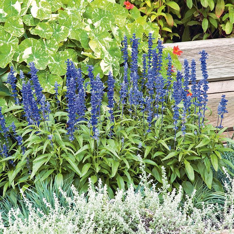 Salvia " Blue Bedder " Exotic 20 Flower Seeds