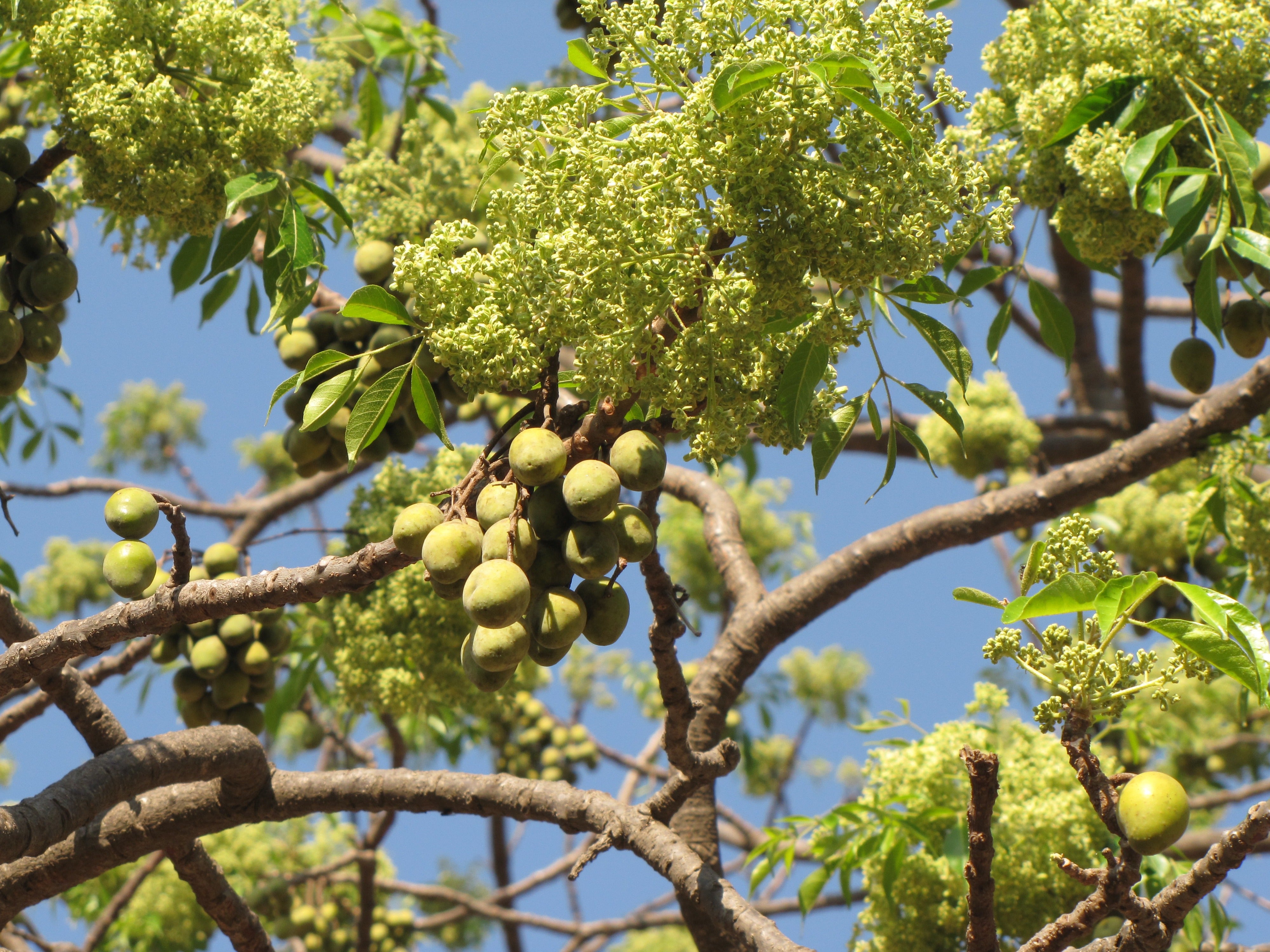 Malaveppu - Melia dubia Malavembu Tree Plant