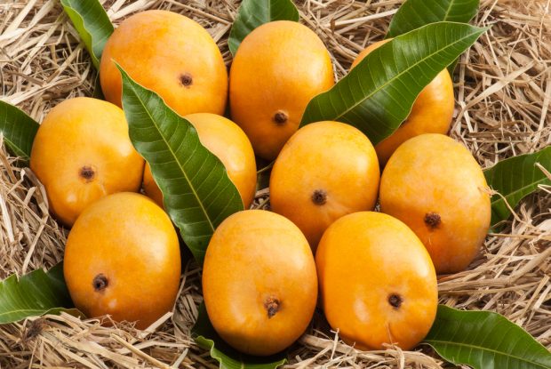 Mango - Malgova - Fruit Plant