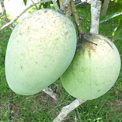 Mango - Mallika - Fruit Plant