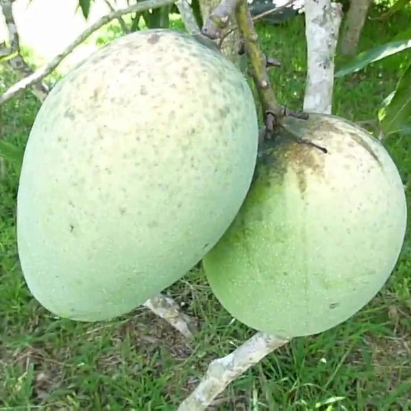 Mango - Mallika - Fruit Plant