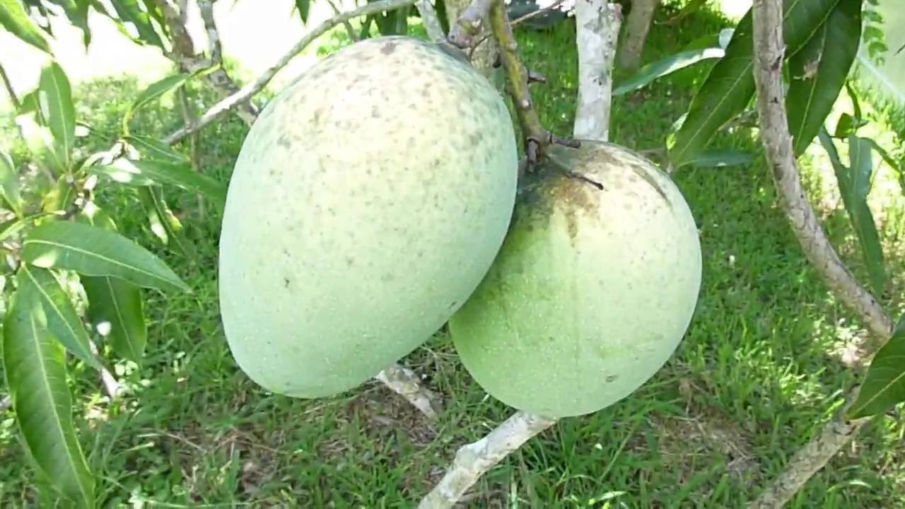 Mango - Mallika - Fruit Plant