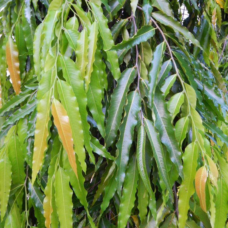 Ashoka Tree ( Polyalthia longifolia ) Medicinal Plant
