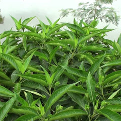 Adalodakam ( Justicia adhatoda ) Medicinal Plant