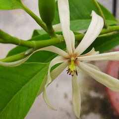 White Son Champa Flower Plant