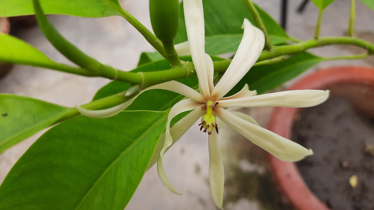 White Son Champa Flower Plant