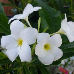 White Plumeria pudica Flower Plant