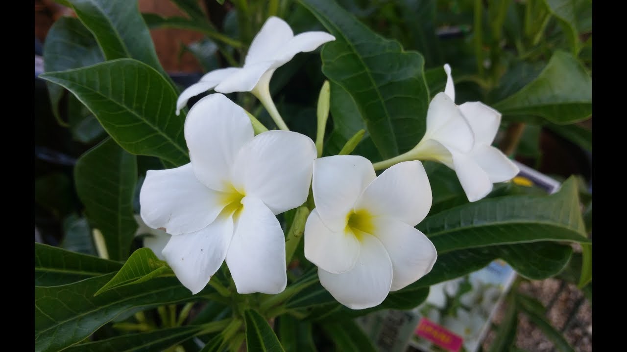 White Plumeria pudica Flower Plant