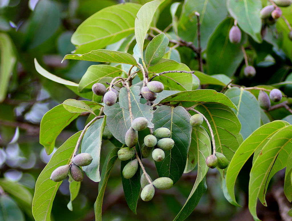 Kadukka ( Terminalia chebula ) Medicinal Plant