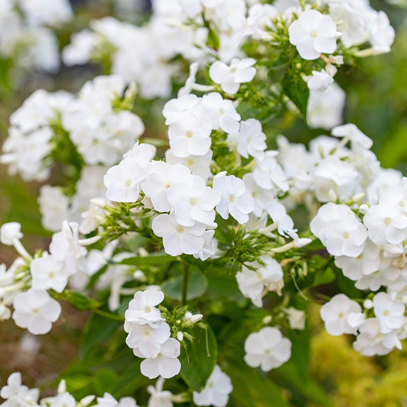 Phlox " David " Exotic 50 Flower Seeds