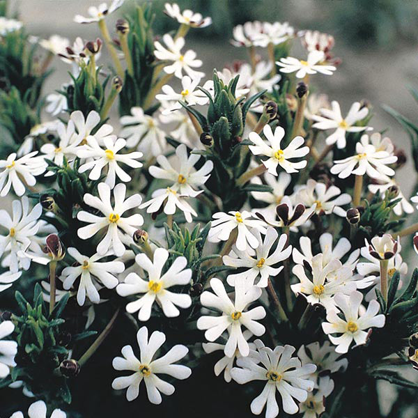 Phlox " Midnight Candy " Exotic 50 Flower Seeds