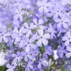 Phlox 