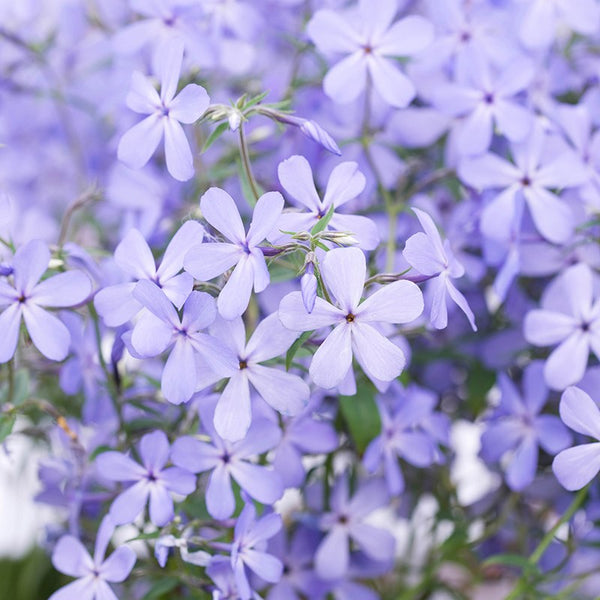 Phlox 