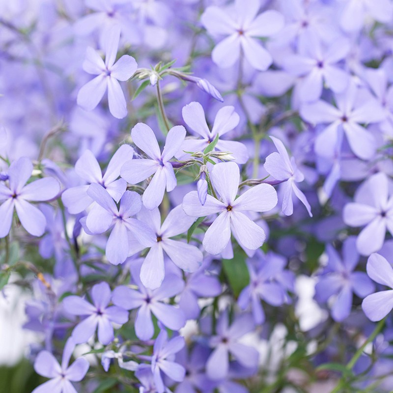 Phlox " Clouds of Perfume " Exotic 50 Flower Seeds