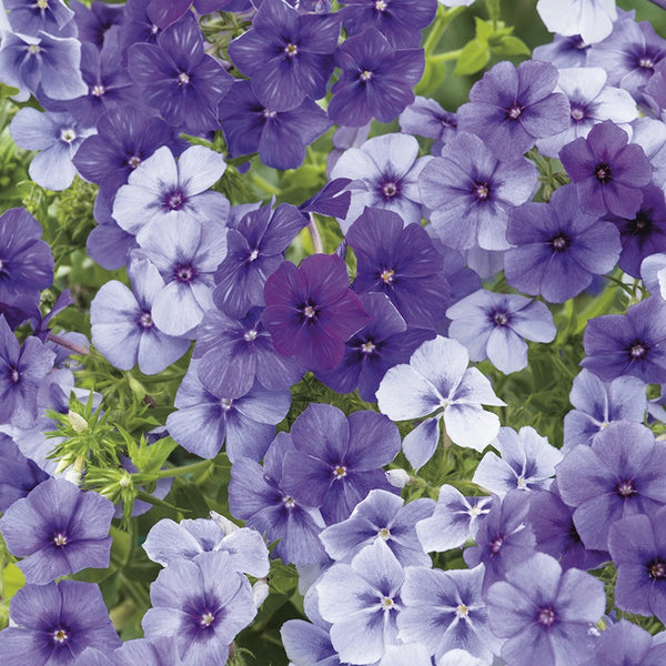 Phlox 