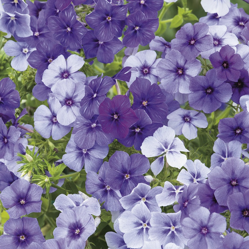 Phlox 