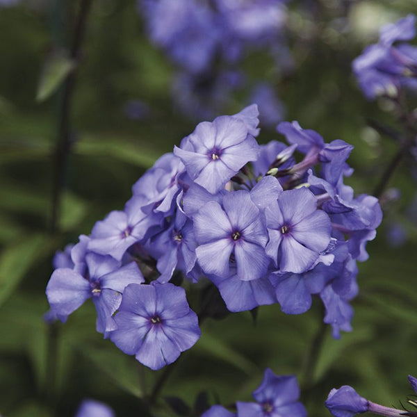 Phlox 