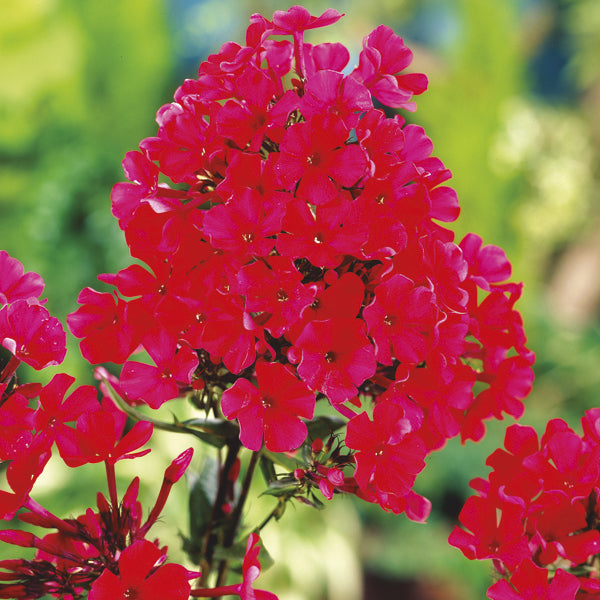 Phlox 