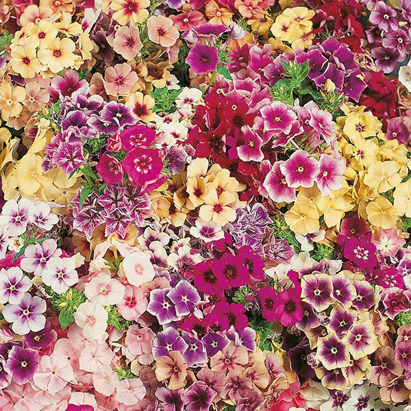 Phlox 