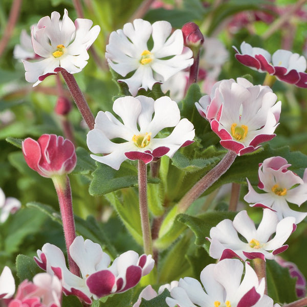 Phlox 