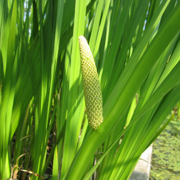 Vayambu ( Acorus calamus ) Medicinal Plant