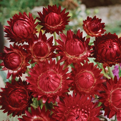 Helichrysum " Bright Red " Exotic 30 Flower Seeds