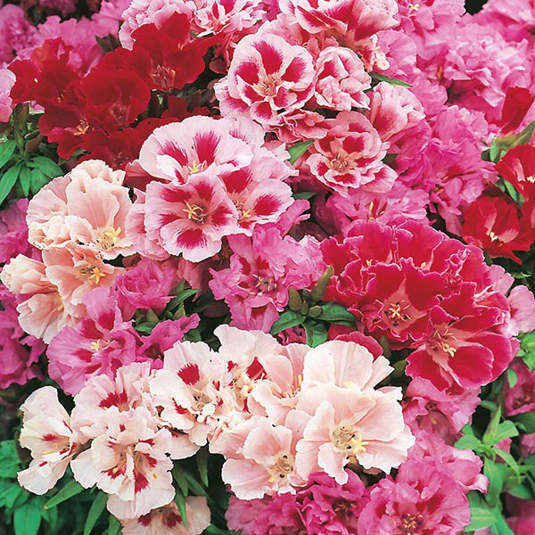 Godetia 