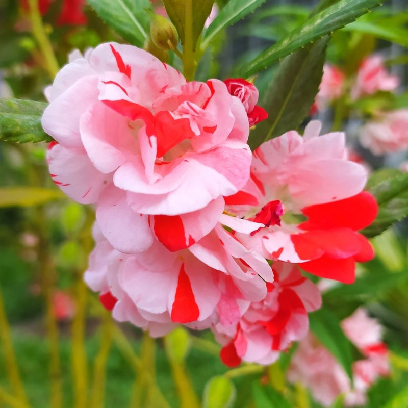 Balsam 