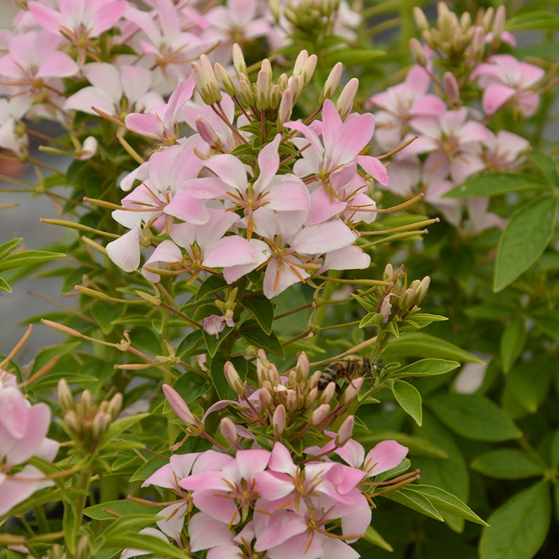 Cleome " Carolina " Exotic 30 Flower Seeds