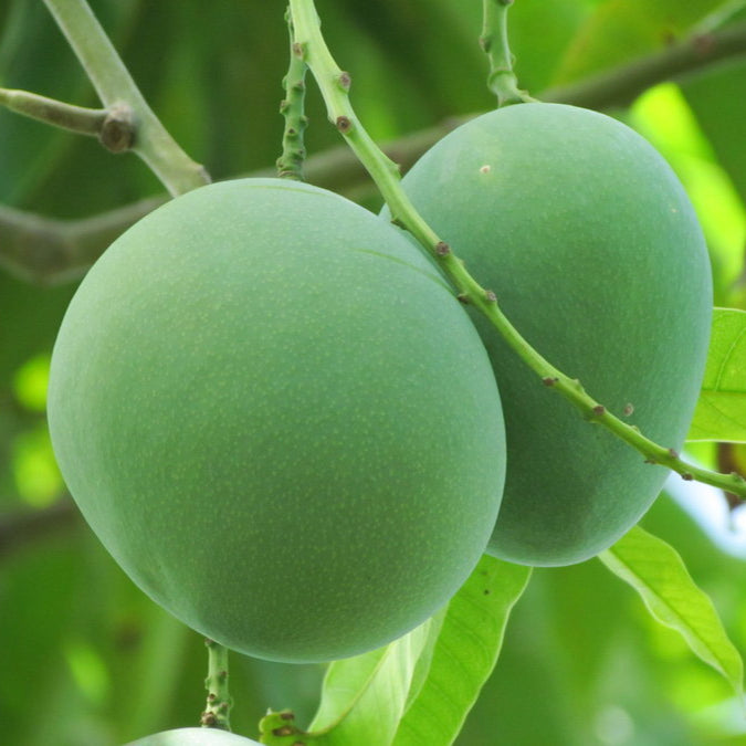 Mango - Moovandan - Fruit Plant