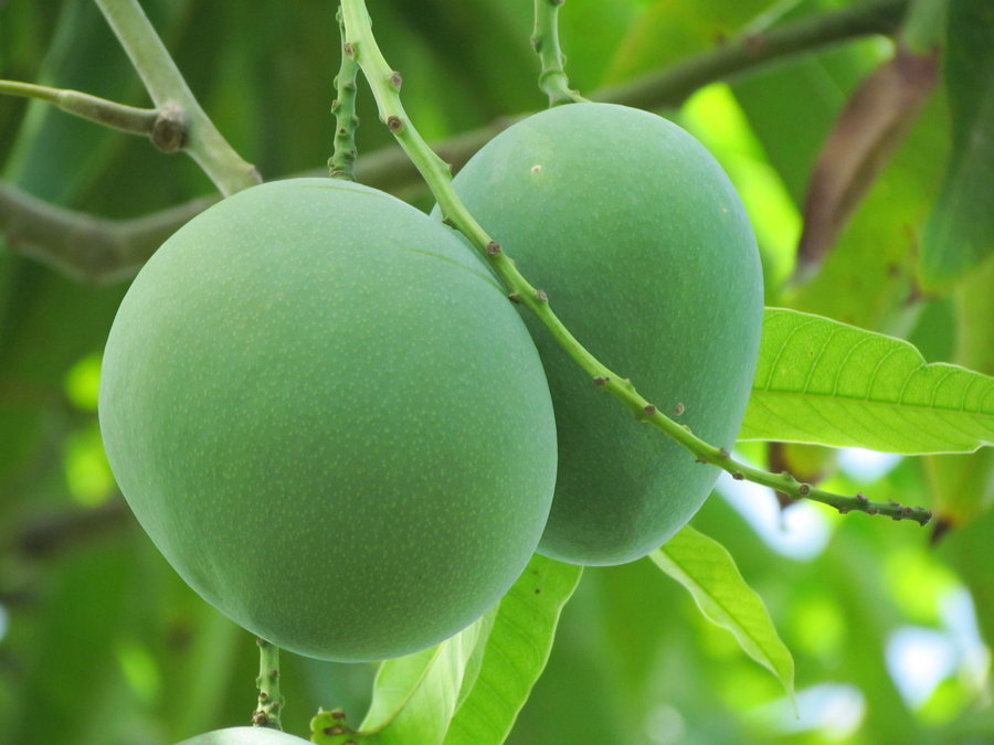 Mango - Moovandan - Fruit Plant