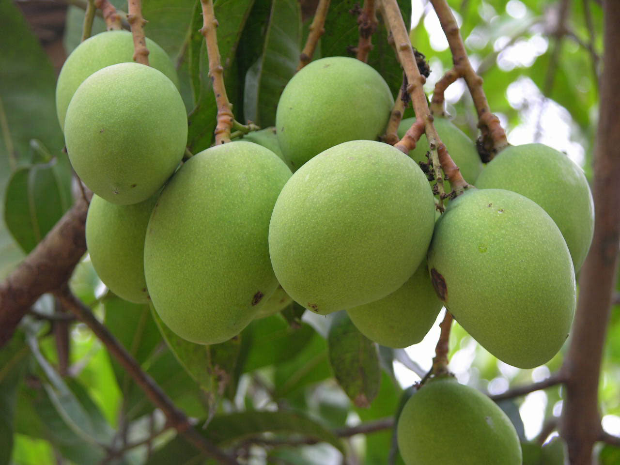 Mango - Neelam - Fruit Plant