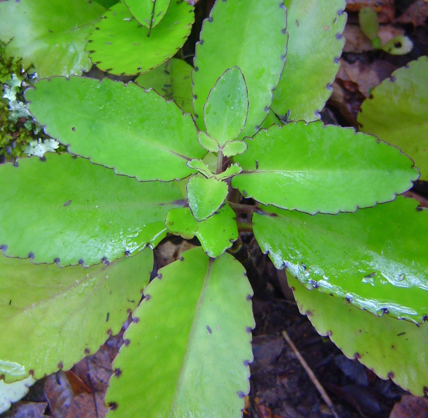 Ila Mulachi ( Bryophyllum pinnatum ) Medicinal Plant