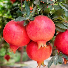 Pomegranate 