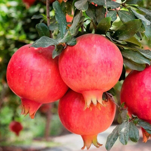 Pomegranate 