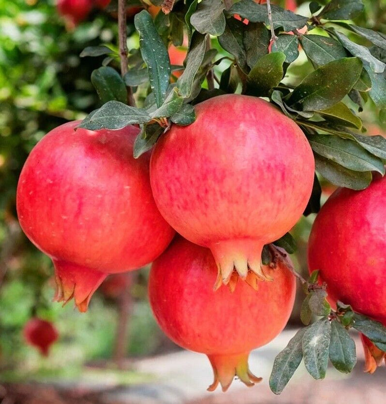Pomegranate 