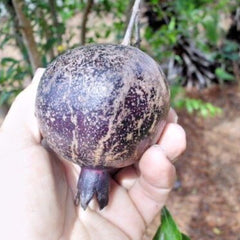 Pomegranate 